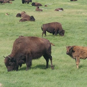 Custer State Park: Part 1
