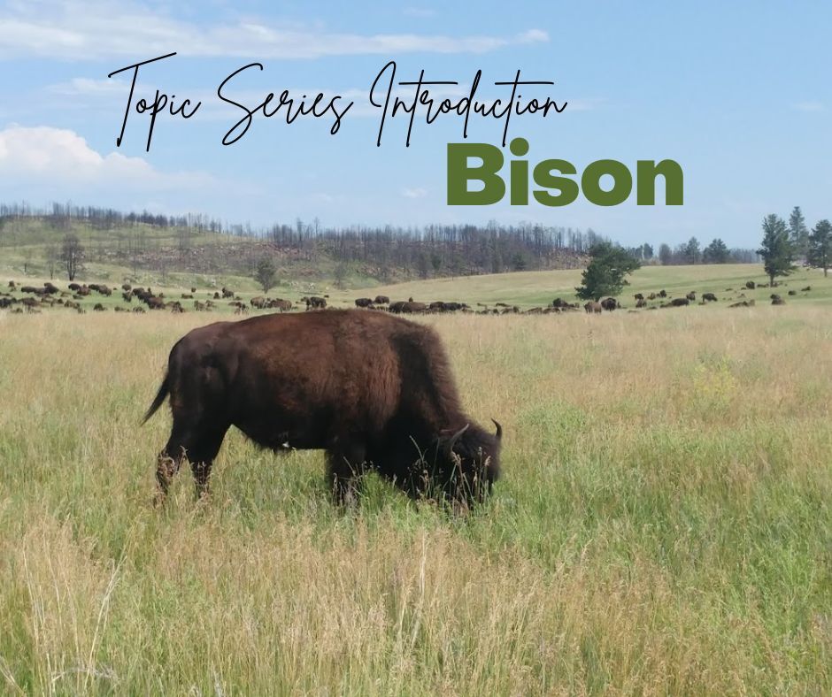 Bison: Big & Bold