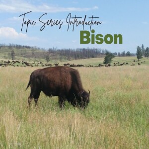 Bison: Big & Bold