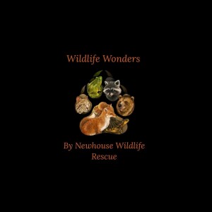 Helping Orphaned Wildlife