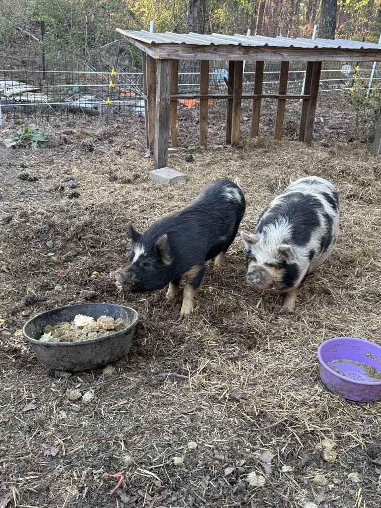 From Homestead Expansions to Pig Pen Escapades