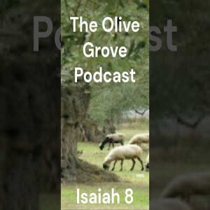 The Olive Grove Podcast Isaiah 8 Discussion