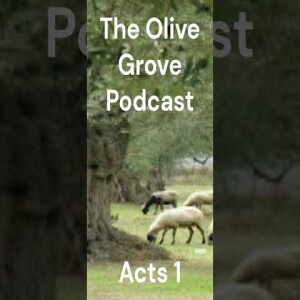 The Olive Grove Podcast Acts 1 Discussion