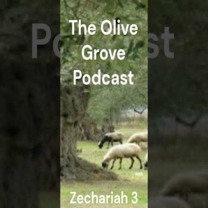 The Olive Grove Podcast Zechariah 3 Discussion