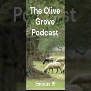 The Olive Grove Podcast: Exodus 19 Discussion