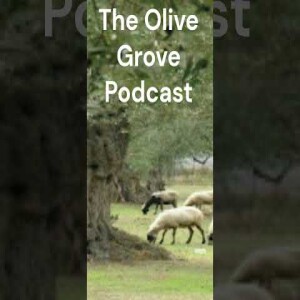 The Olive Grove Podcast: Genesis 1 Discussion