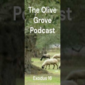 The Olive Grove Podcast: Exodus 16 Discussion