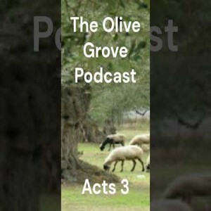The Olive Grove Podcast Acts 3 Discussion