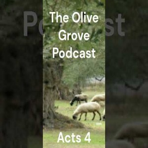The Olive Grove Podcast Acts 4 Discussion