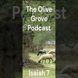 The Olive Grove Podcast Isaiah 7 Discussion