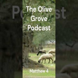 The Olive Grove Podcast: Matthew 4 Discussion
