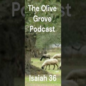 The Olive Grove Podcast Isaiah 36 Discussion
