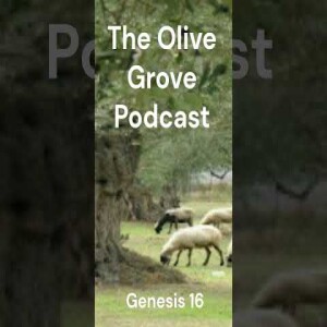 The Olive Grove Podcast: Genesis 16 Discussion
