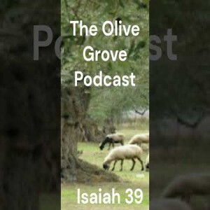 The Olive Grove Podcast Isaiah 39 Discussion