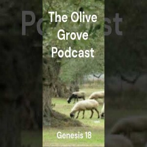 The Olive Grove Podcast: Genesis 18 Discussion