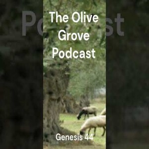 The Olive Grove Podcast: Genesis 44 Discussion