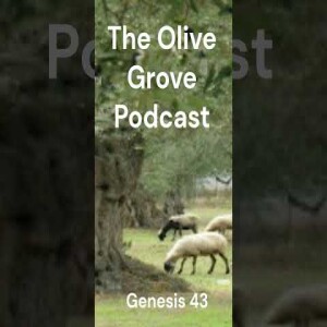 The Olive Grove Podcast: Genesis 43 Discussion
