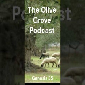 The Olive Grove Podcast: Genesis 35 Discussion