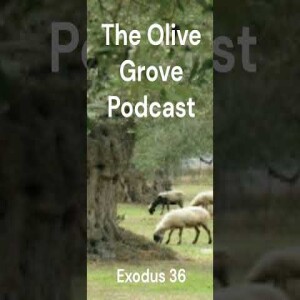 The Olive Grove Podcast: Exodus 36 Discussion