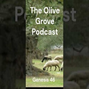 The Olive Grove Podcast: Genesis 46 Discussion