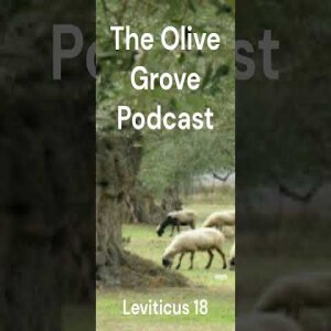 The Olive Grove Podcast: Leviticus 18 Discussion