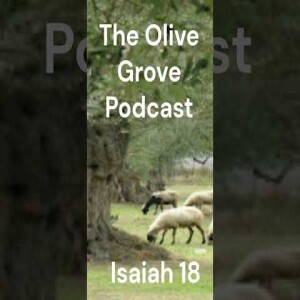 The Olive Grove Podcast Isaiah 18 Discussion