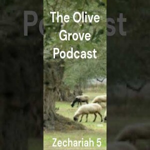 The Olive Grove Podcast Zechariah 5 Discussion
