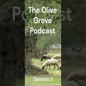 The Olive Grove Podcast: Genesis 3 Discussion