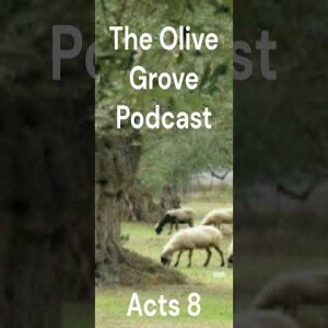 The Olive Grove Podcast Acts 8 Discussion