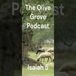 The Olive Grove Podcast Isaiah 5 Discussion