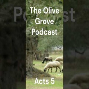 The Olive Grove Podcast Acts 5 Discussion