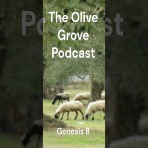 The Olive Grove Podcast: Genesis 8 Discussion