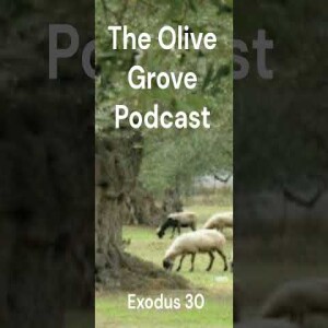 The Olive Grove Podcast: Exodus 30 Discussion