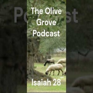 The Olive Grove Podcast Isaiah 28 Discussion
