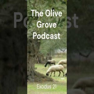 The Olive Grove Podcast: Exodus 21 Discussion