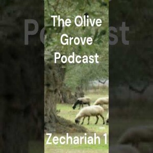 The Olive Grove Podcast Zechariah 1 Discussion