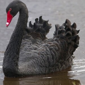On Disruptions and Black Swans