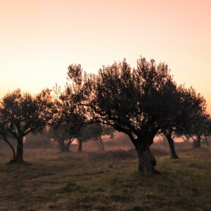 Three Gardens - Eden, Gethsemane And Paradise