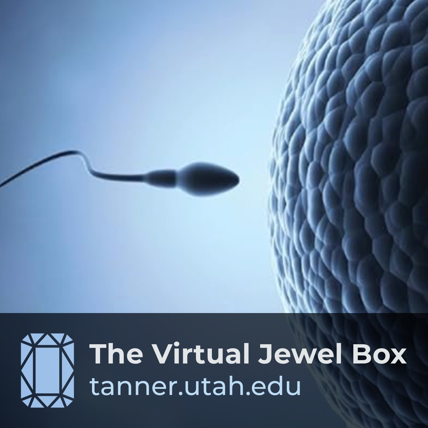 The Virtual Jewel Box