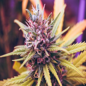 Weed Delivery Halifax