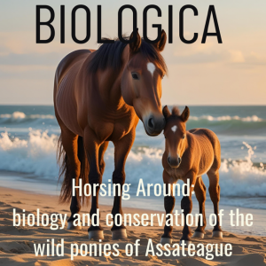 Horsing Around: biology and conservation of the wild ponies of Assateague