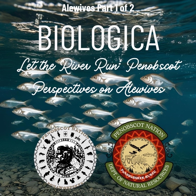 Let the River Run: Penobscot Perspectives on Alewives (Alewives Episode Part 1 of 2)