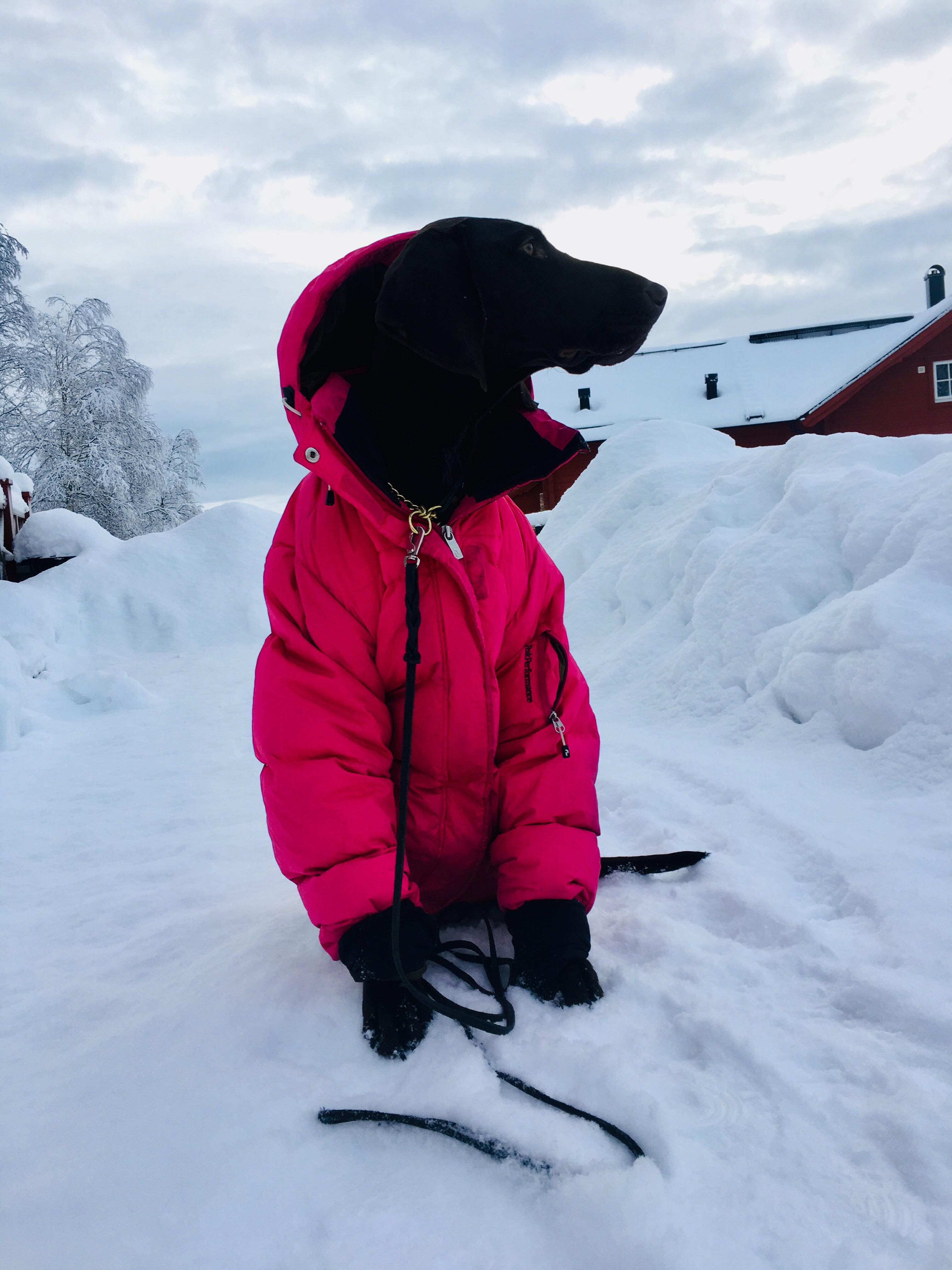 Livet i Åre