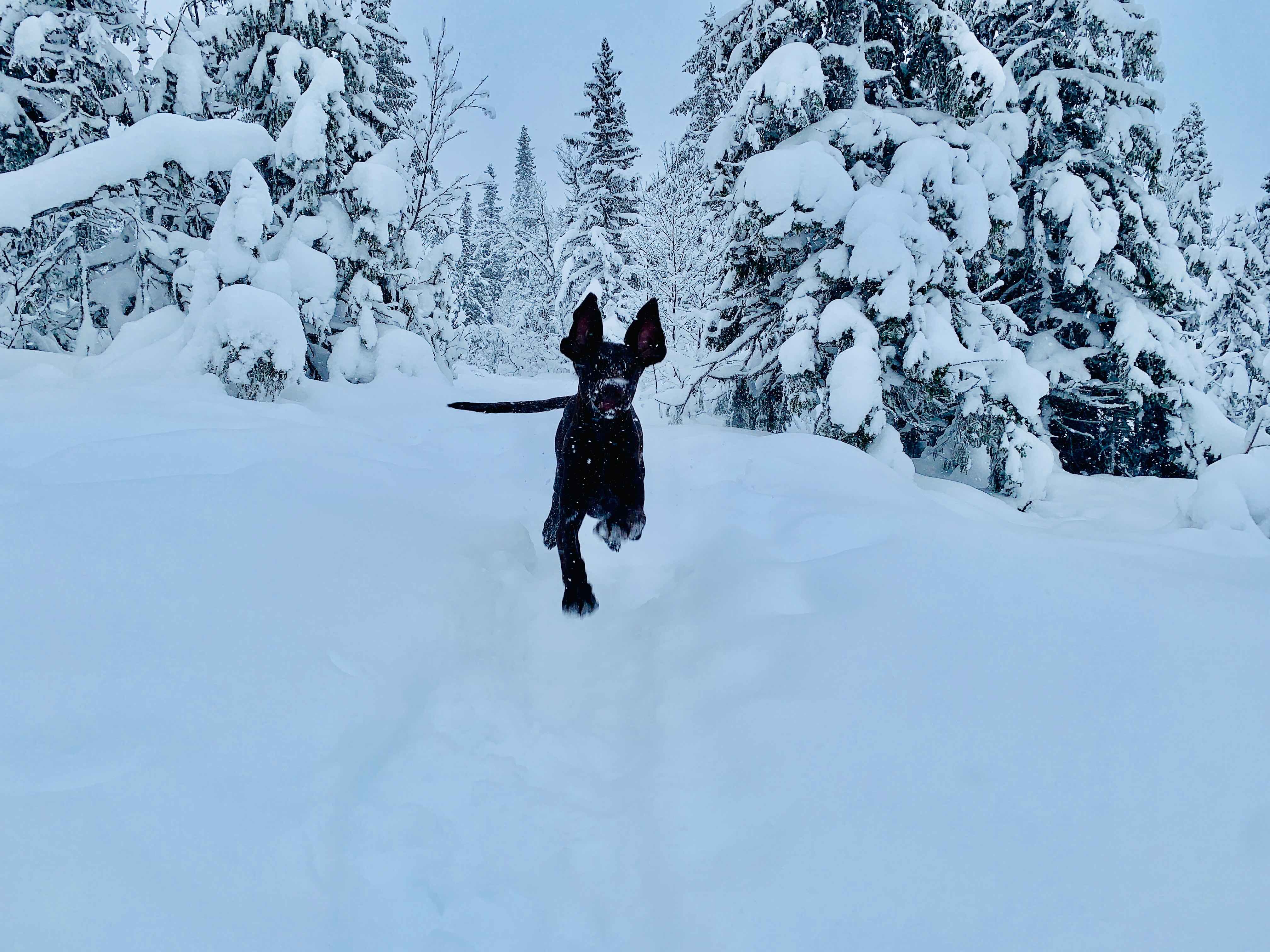 Livet i Åre