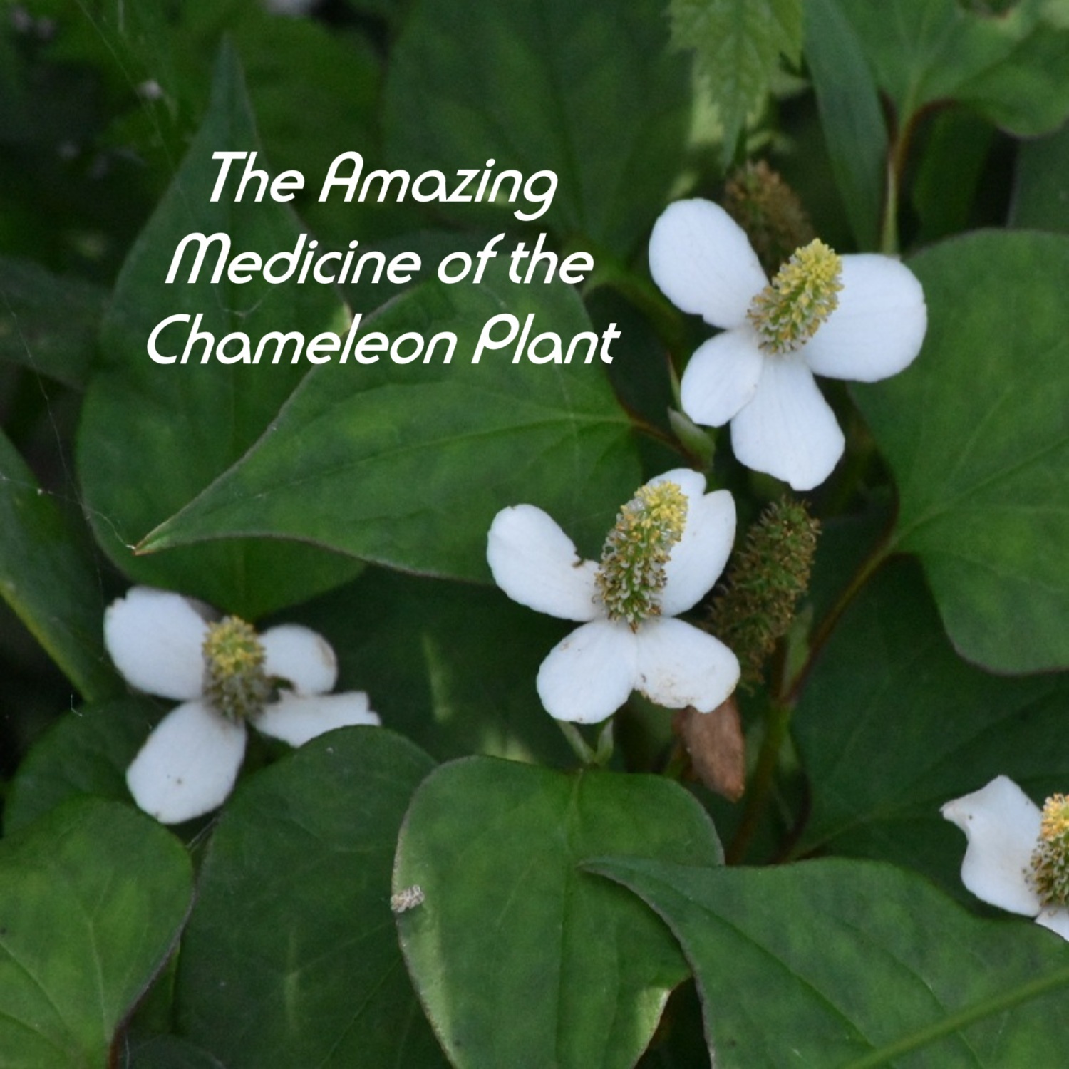 The Herbal Medic Deep Dive