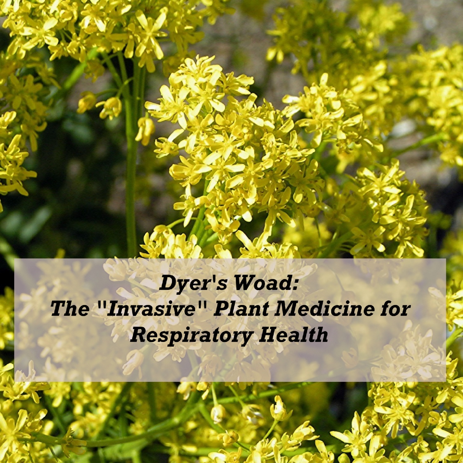 The Herbal Medic Deep Dive