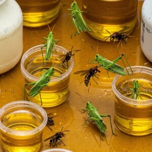 Which Shock Oil is Best for the Grasshopper/Hornet Family of RC Buggies?