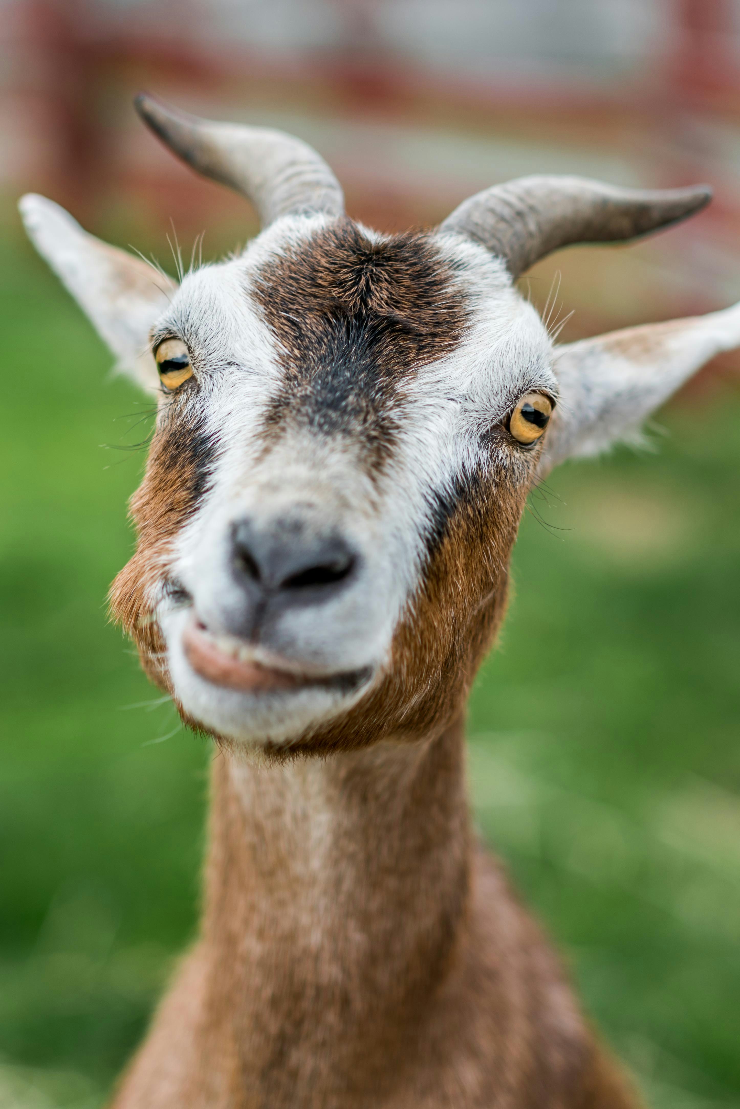 Ear Snacks Podcast for Kids