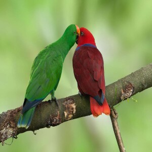 Making Friends by Singing with Helena Ku Rhee