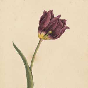 Vienna and the tulip